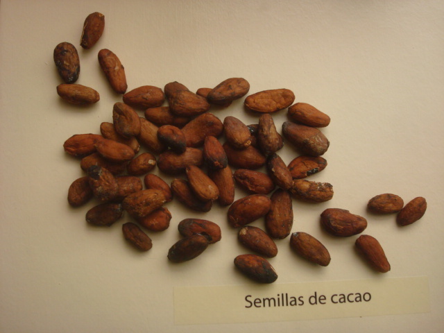 Uso de el cacao y las conchas cowry