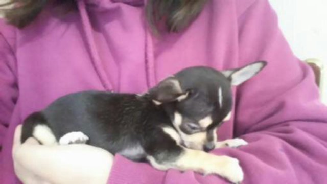 la meva segona goseta