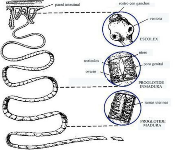 Bioquímica y Fisiología