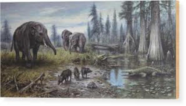 Tertiary Period 65 MYA