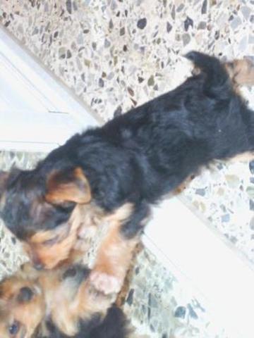 Me regalan a mi perra