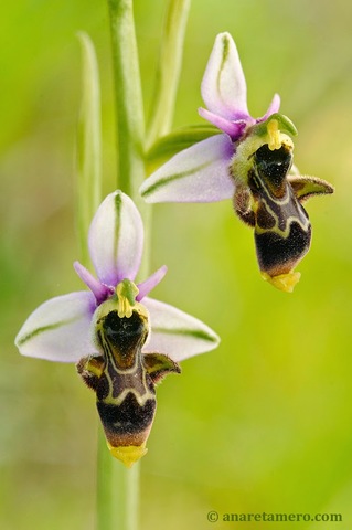 La intervención de los insectos en la fecundación de las orquídeas.