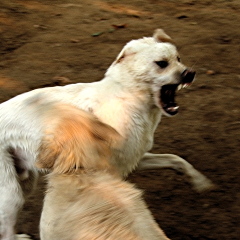 Struggle for Existence