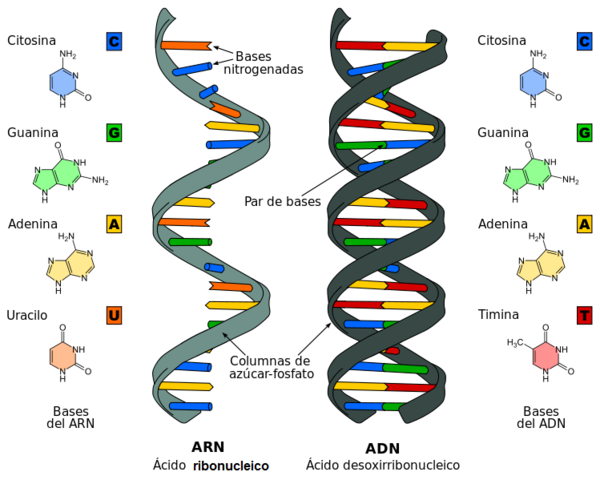 La doble hélice del DNA