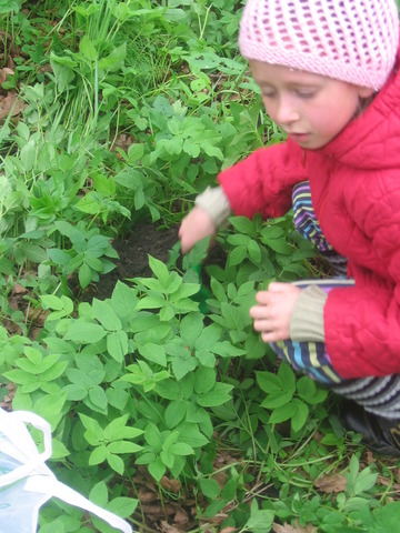Посадка своего первого дерева