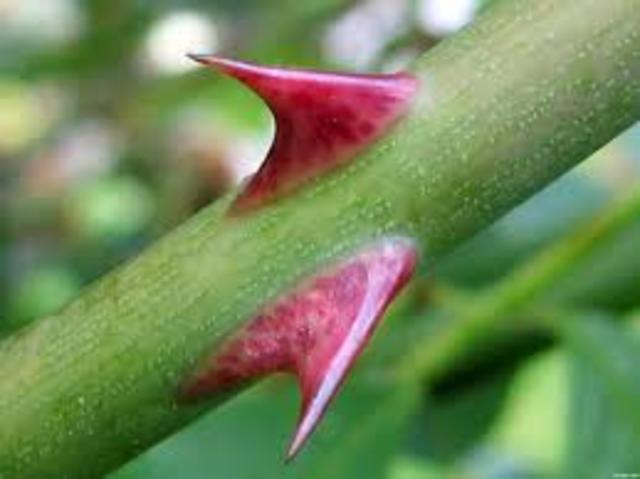 A LONG WALK TO WATER   (Nya)