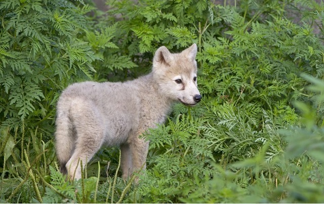 Els llobatons que no aconsegueix matar sobreviuen i tenen descendència