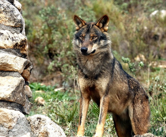 La Maria, per primera vegada és perseguida per llops