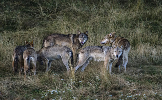 En Filax s'uneix a la llopada i es converteix en cap