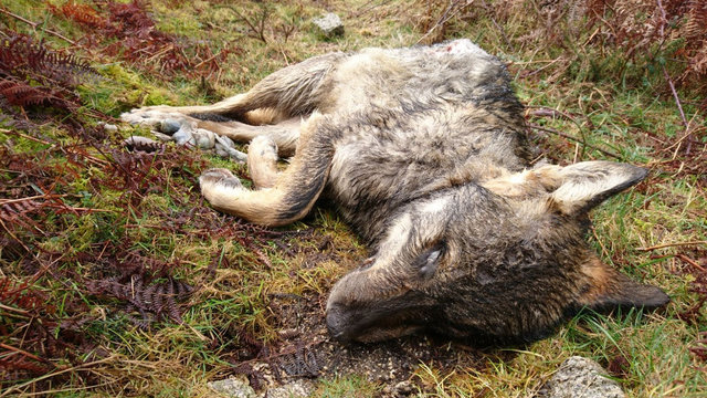 Mort del Ullsnegres i ferida significativa de la LLunaroja