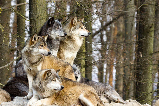 Els llops ien Fílax tornen amb la Maria