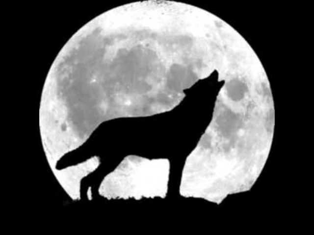 El Josep i la Maria porten i alliberen a els llops i en Fiíax a la vall de Lord