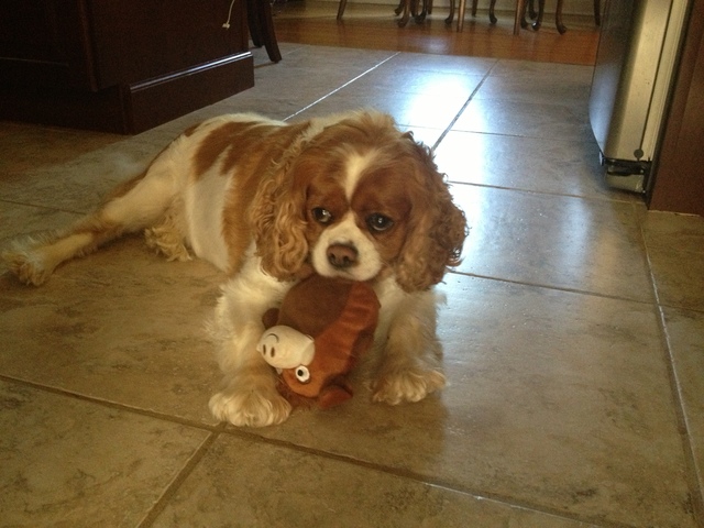 My parents bought a dog