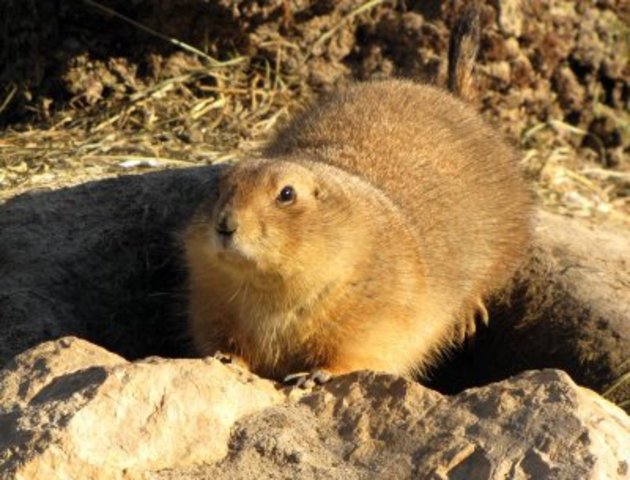 Prarie dog shipment