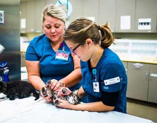 I got promoted to Vet Technologist