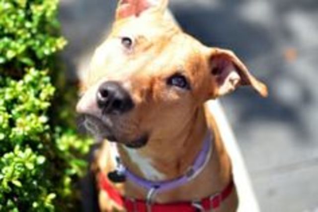 i got my 5th  dog  11 AB