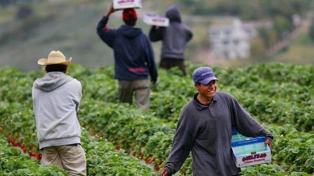 Trabajadores Agrícolas Mexicanos