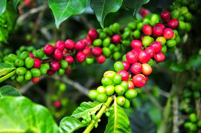 Segundo Censo de Café