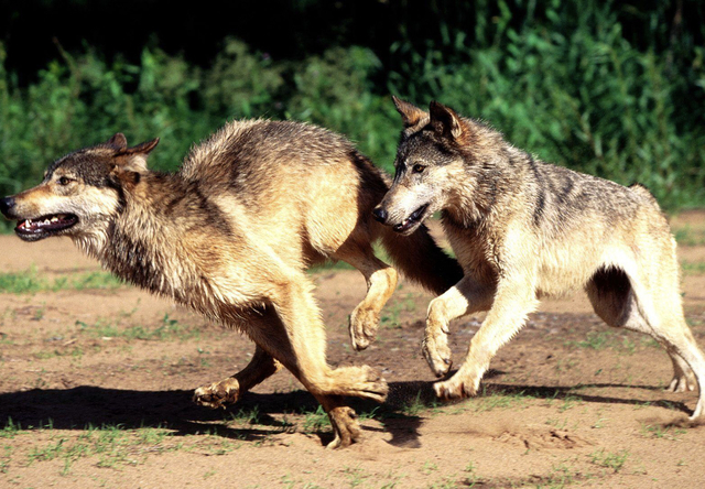 En Josep mentéis a Rodrigo
