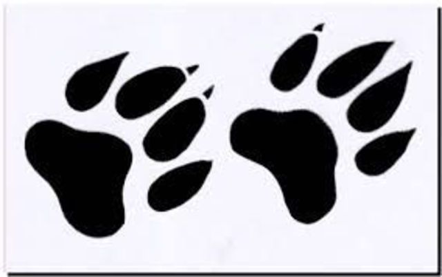 Petjades d'espardenya