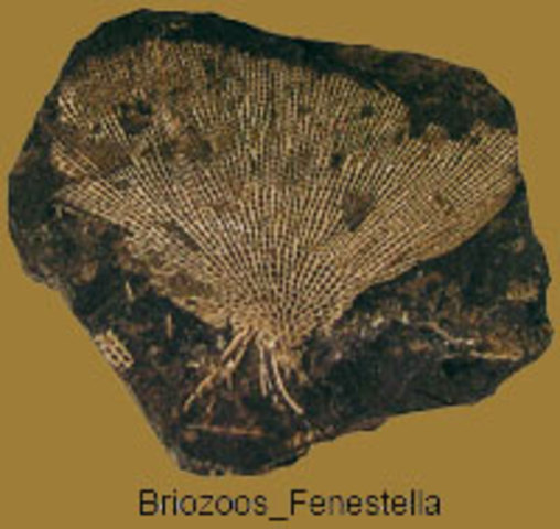 Briozoos