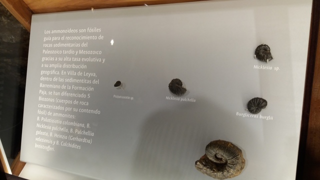 Amonitas o Ammonoideos