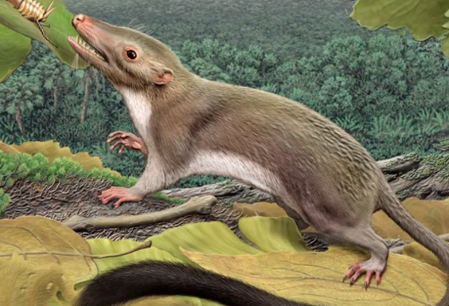 Appearance of placental mammals