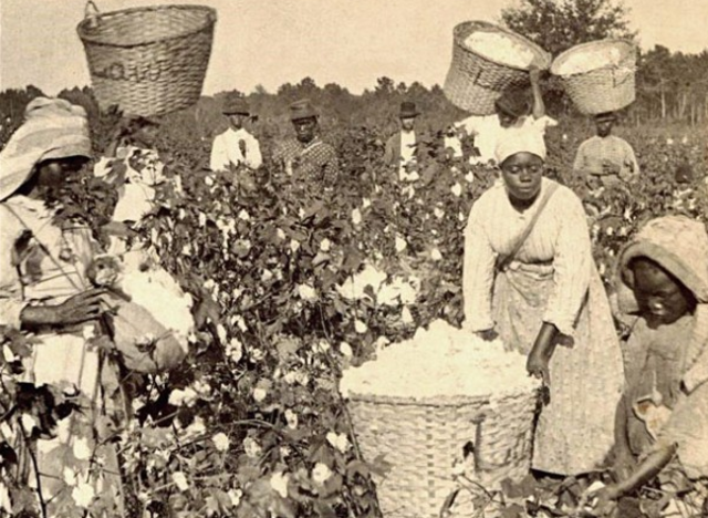 Cotton Production and Slavery at a High