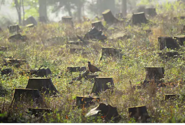 Elevada Deforestación