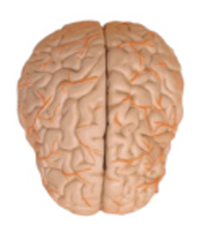 Fundamentos Neuro-sensoriales