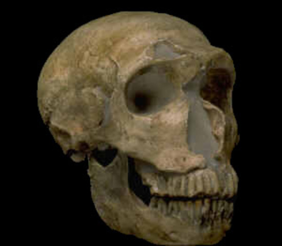 Homo Neandertal ( Fa entre 120000 – 300000 anys )
