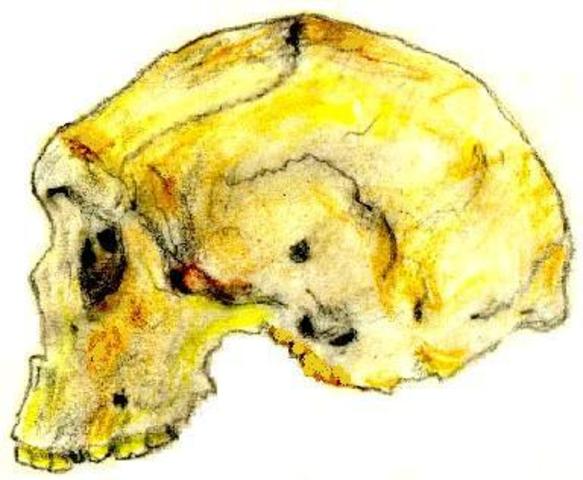 homo rhodesiensis 200000-125000