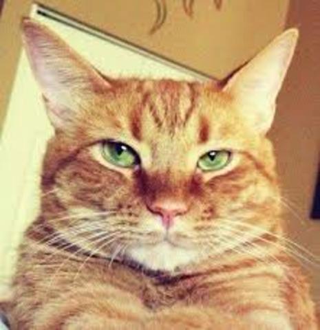 Getting my cat, Mango 8AB