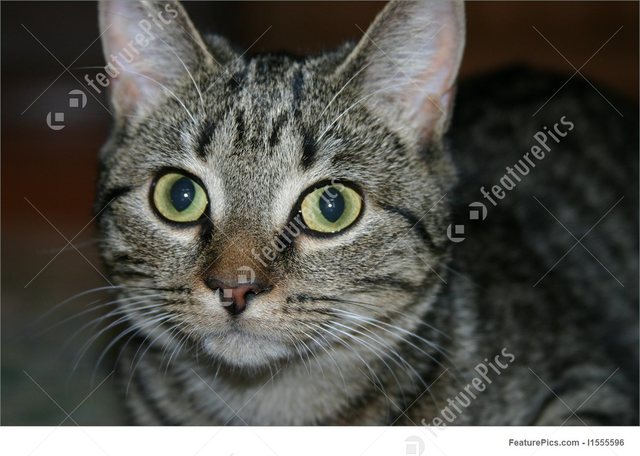 I got my first cat, I named him LOVE