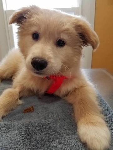 I got my my first dog Ziggy 10AB