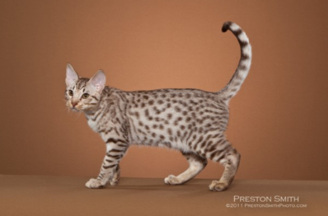 When i got my cat Katie