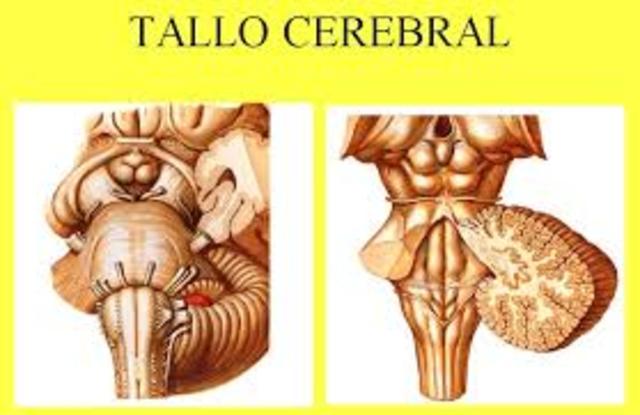 TALLO CEREBRAL