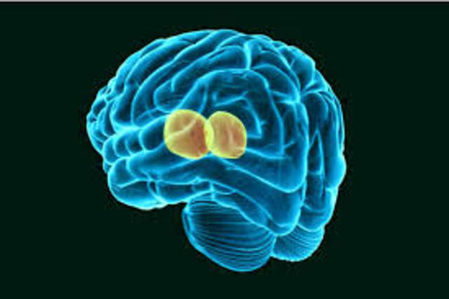 ORGANIZACION NERVIOSA