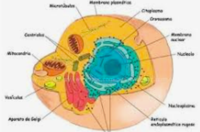Descubrimiento del núcleo de la células eucariotas.