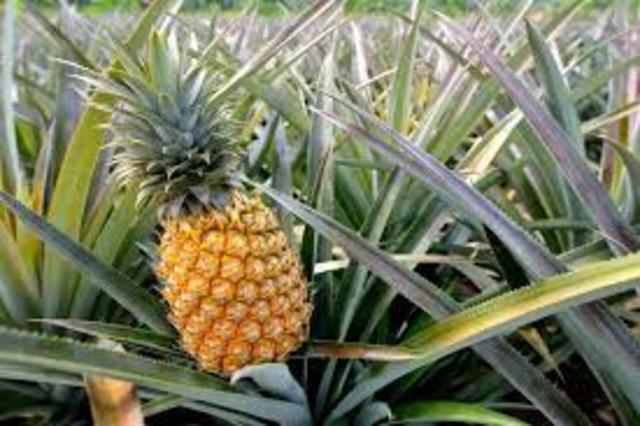 Pineapples in Hawaii