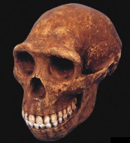 Homo rodhersiensis