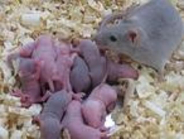 Obtienen óvulos de células madre