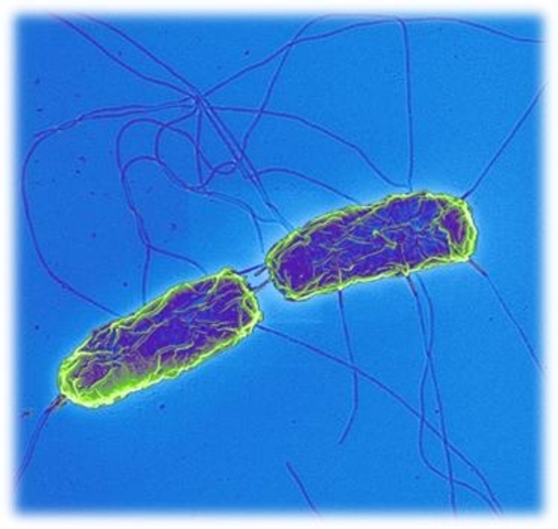 William Budd,transmisión de la fiebre tifoidea