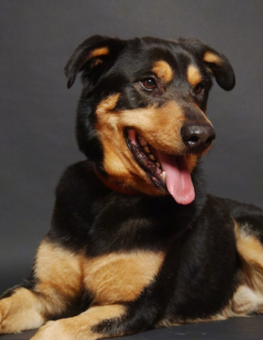 my first dog princess died