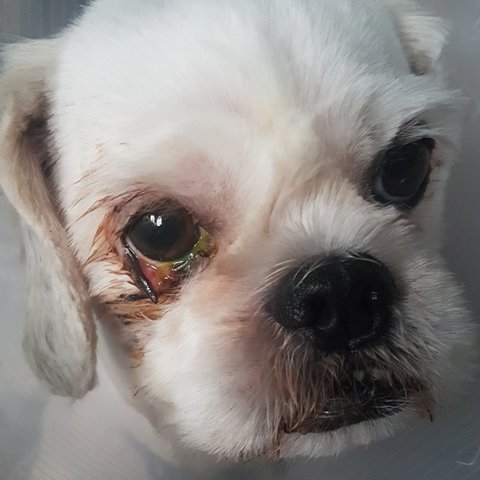 dog got his eyeled cut 11 ab
