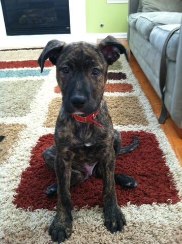 Got my dog (Dodger) 12AB