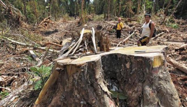 The last nigerian rainforest have been felled