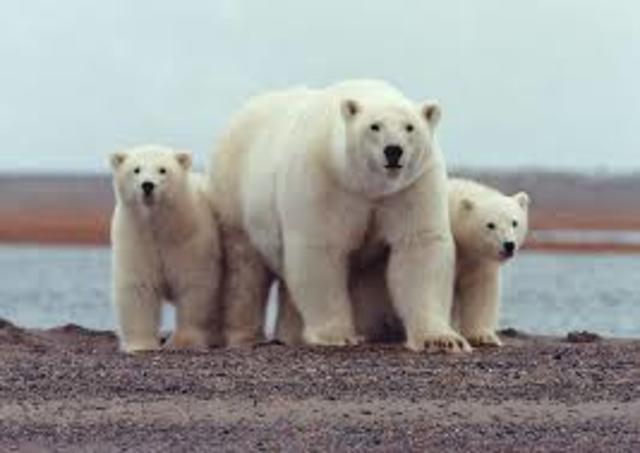 Polar bear extintion near to us