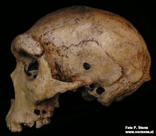 Homo rhodesiensis (entre 300.000 a 125.000 anys)