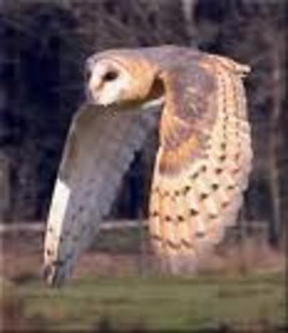 FFFFRRRRREEEEDDDDOOOOOMMMM